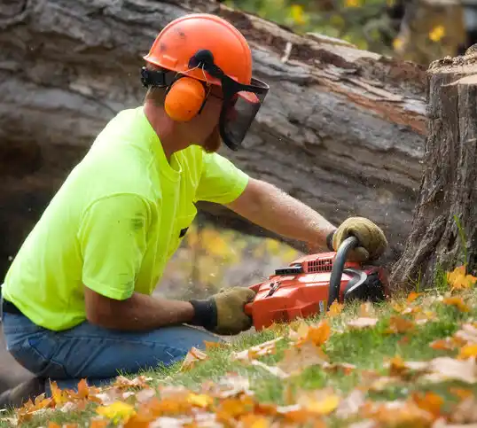 tree services Albany